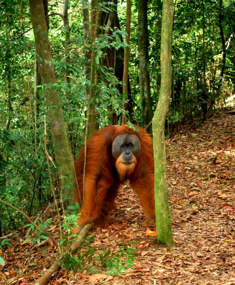 Bukit Lawang & Banda Aceh