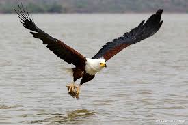 AfricanFish eagle