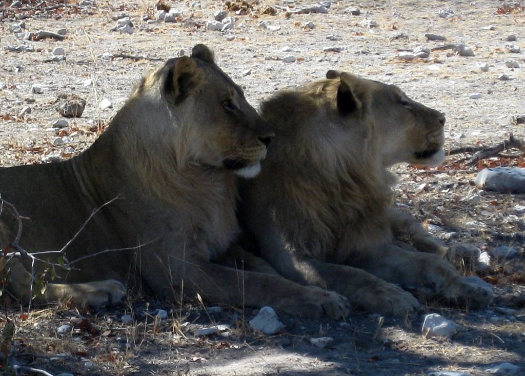 Namibia Lions