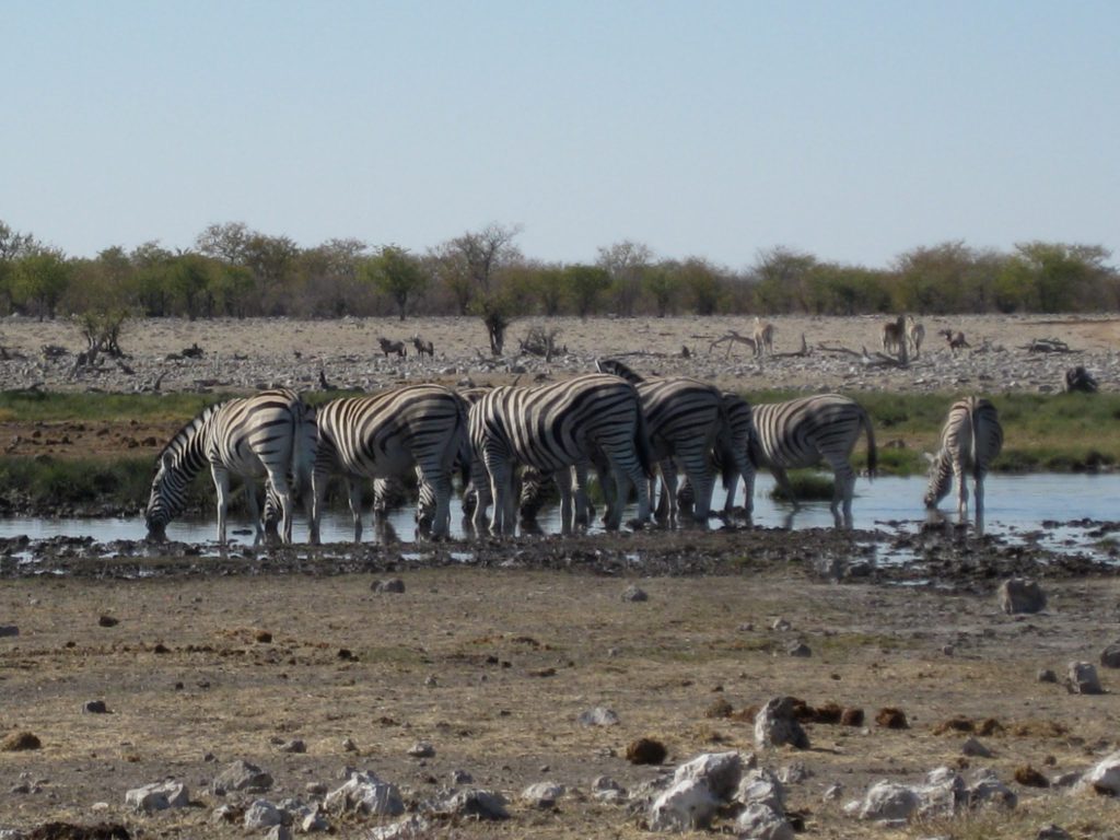 Namibia Zebras