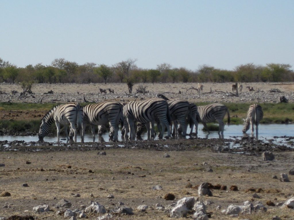 Namibia Zebras