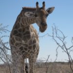 Namibia, Camping Trip