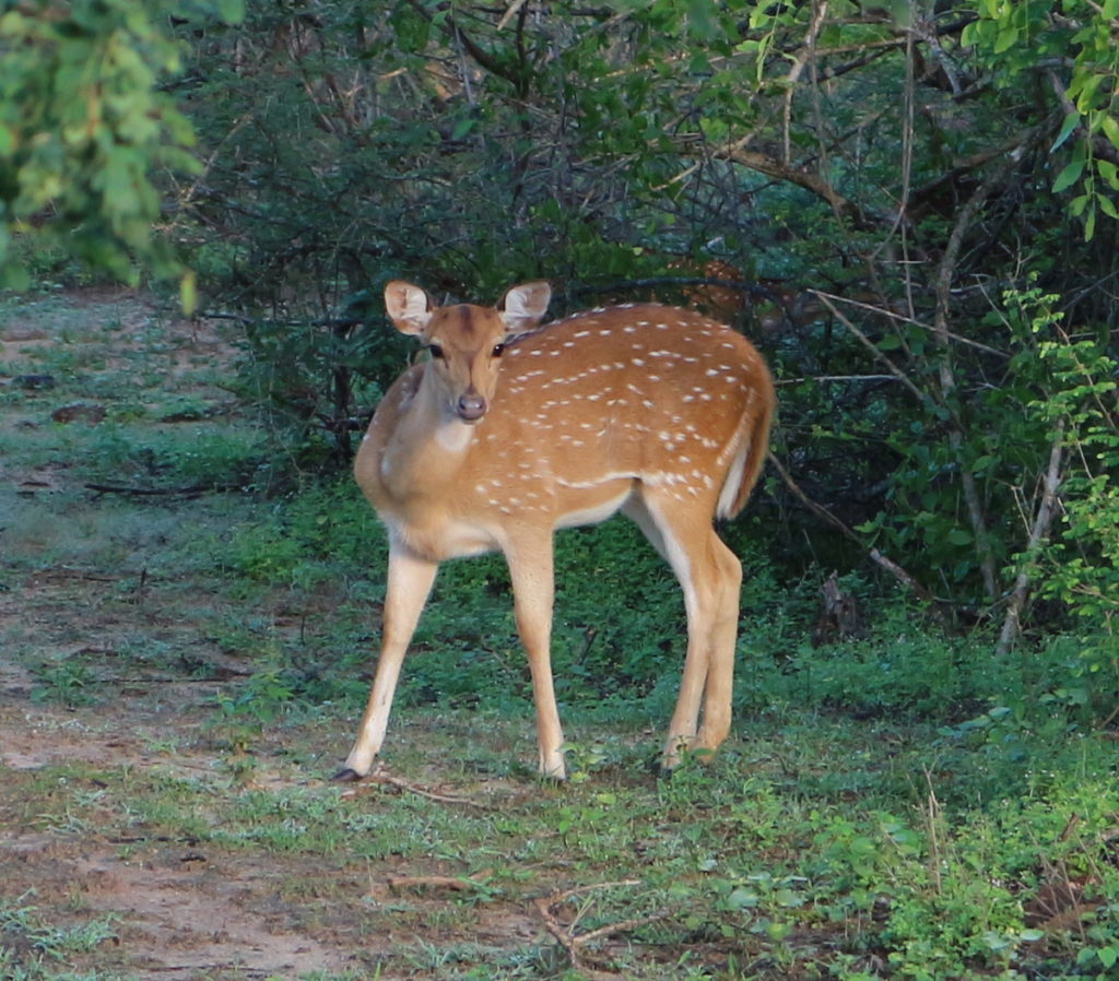 Sri Lanka