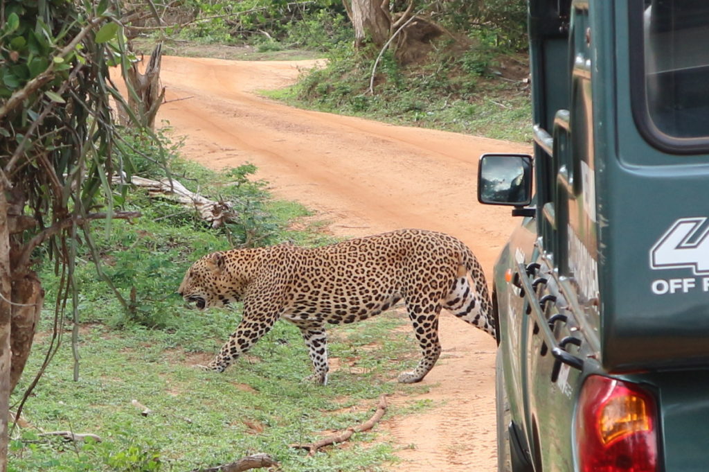 Sri Lanka, Yala National Park, Leopard