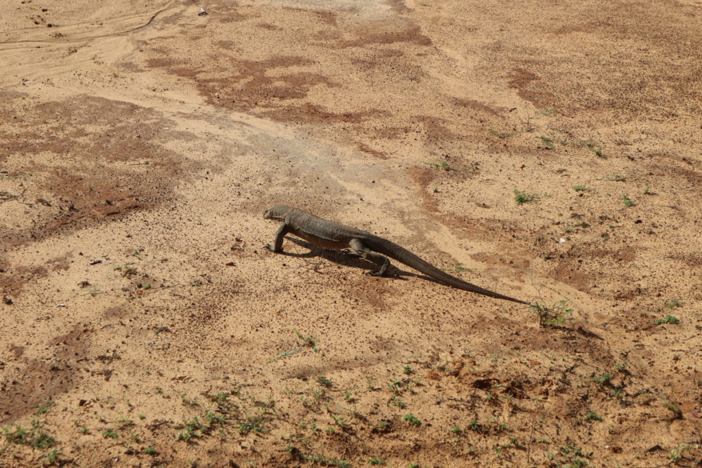 Iguana, Yala National Park