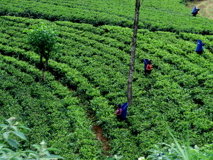 Tea Plantations