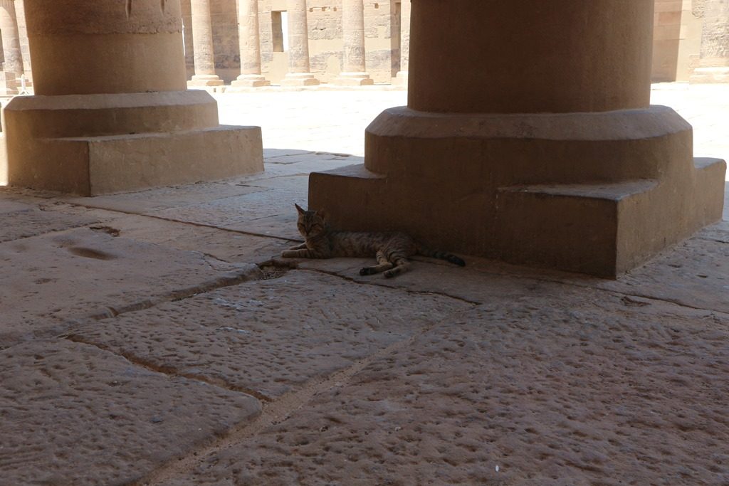 Floating Along The Nile, Train Rides and Historic Temples