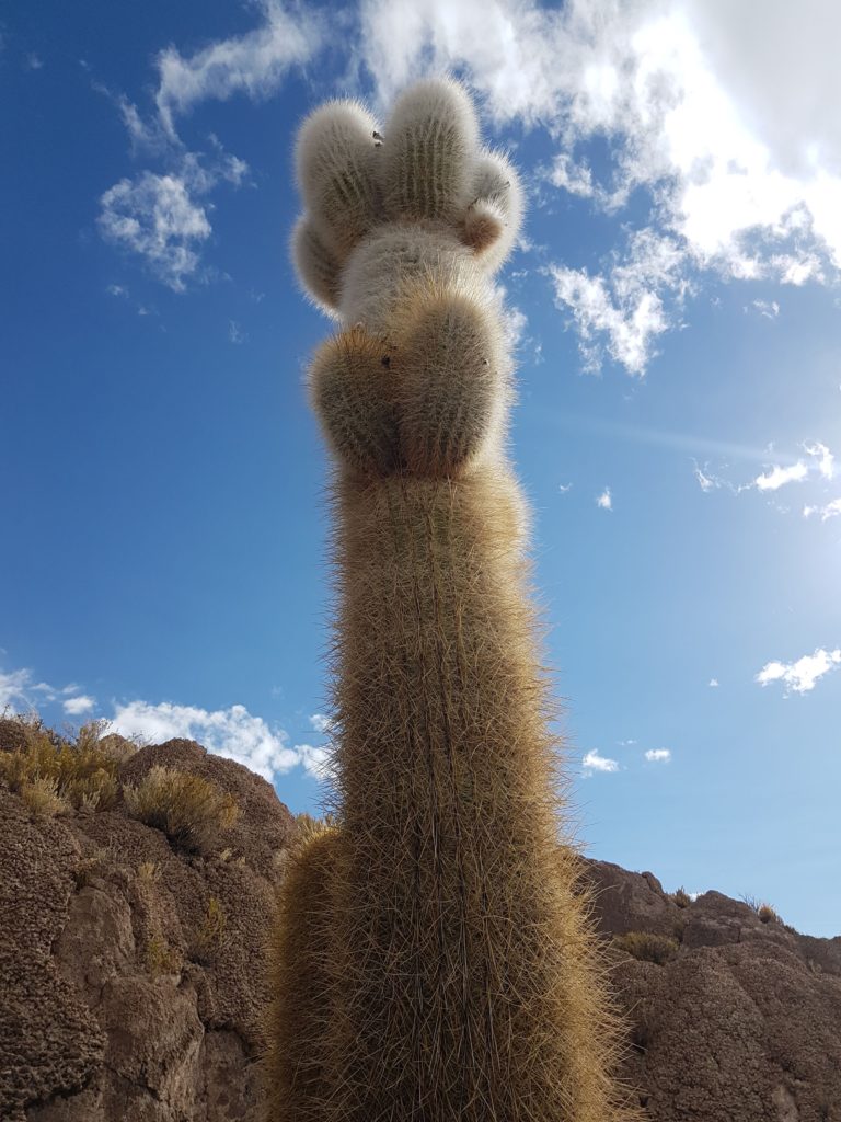 tallpricklycactus