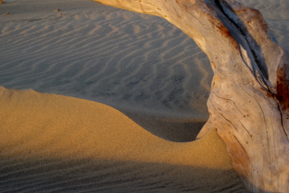 Tree Sand